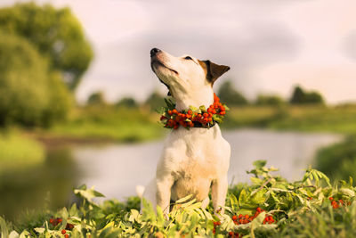 Dog on flower plant