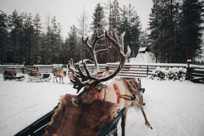 Amazing domestic reindeer with snowy antlers standing in cold winter countryside near sleigh