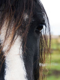 Close-up of horse