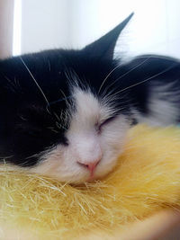 Close-up of cat sleeping