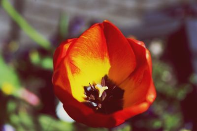 Close-up of red rose flower