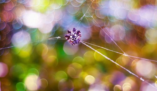 Close-up of spider on web