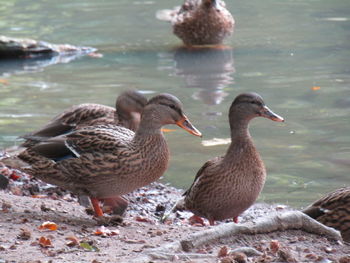 Mallard ducks swimming in lake