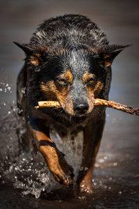 Portrait of dog in water