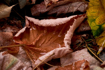 Close-up of dried maple leaves on land