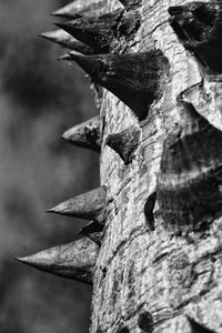 Close-up of tree trunk against wall
