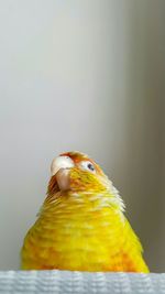 Close-up of bird perching on yellow leaf