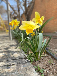 Close-up of yellow flowering plant