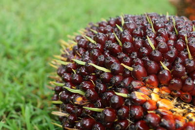 Close-up of berries growing on plant