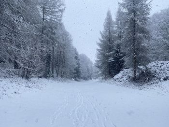 Snow covered street amidst trees during winter