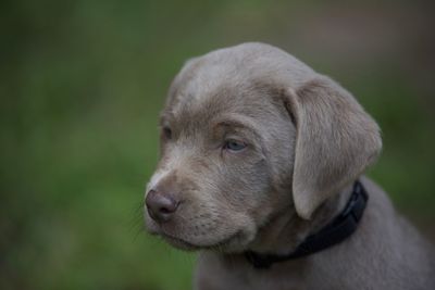 Close-up of dog looking away