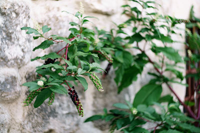 Close-up of fresh green leaves