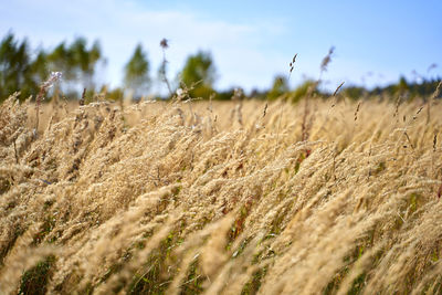 Scenic view of wheat field against sky