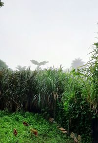 View of trees growing on field against sky