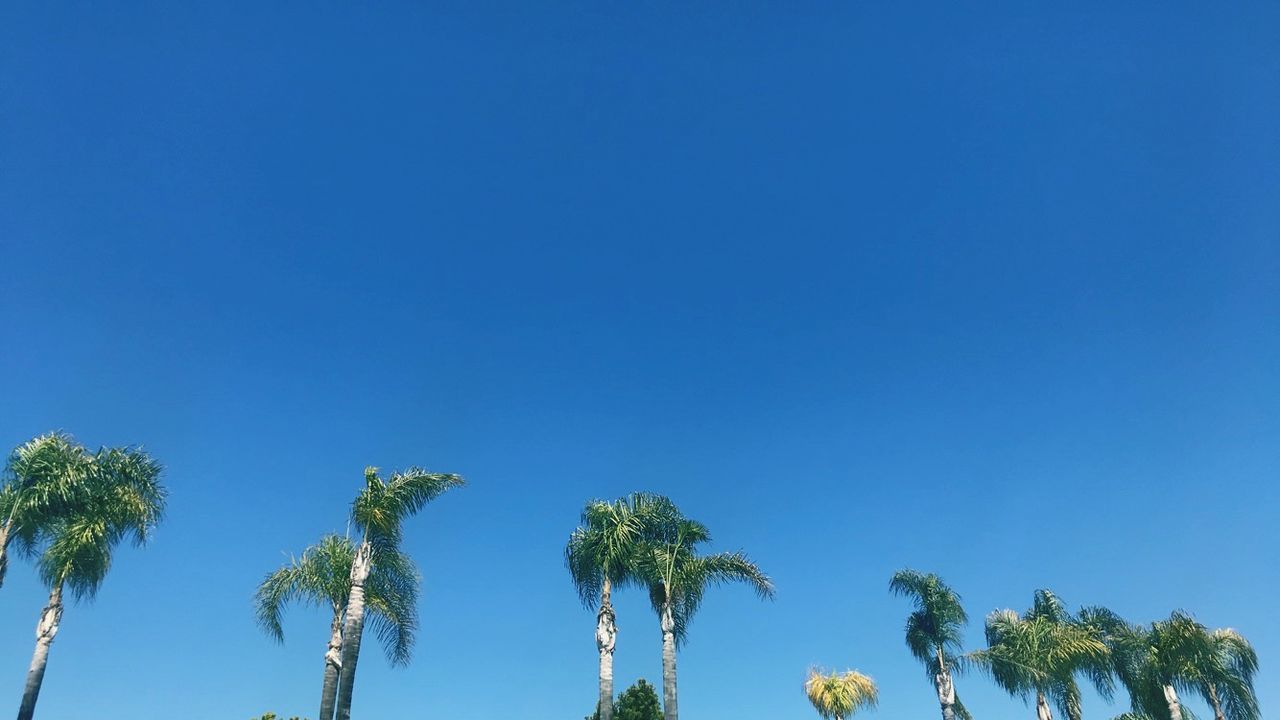 LOW ANGLE VIEW OF COCONUT PALM TREES AGAINST CLEAR BLUE SKY