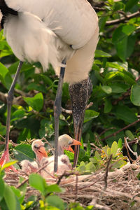 Close-up of a bird on a field