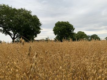 Crops growing on field against sky