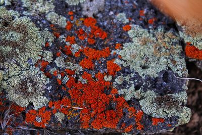 High angle view of orange leaf on rock