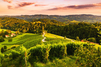 Scenic view of agricultural field against sky during sunset