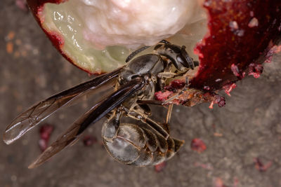 Close-up of crab in water