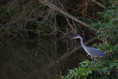 High angle view of gray heron perching on a tree