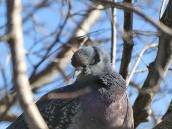 Close-up of bird perching on branch