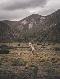 View of a sheep on landscape