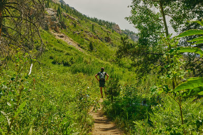 Young man hiking aspen mountain during summer in colorado.