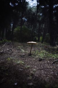 Surface level of mushroom growing on field