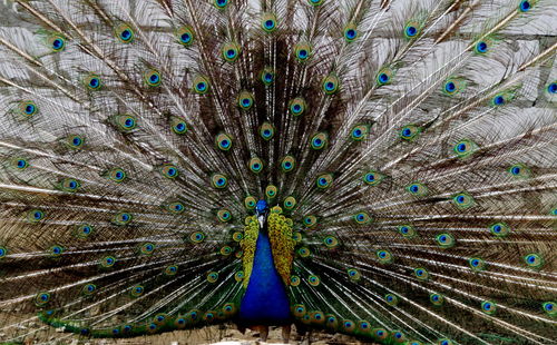 Close-up of peacock feathers