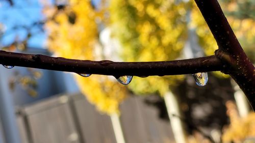 Close-up of wet fence during rainy season