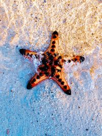High angle view of crab on beach