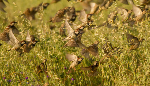 Close-up of birds flying over field