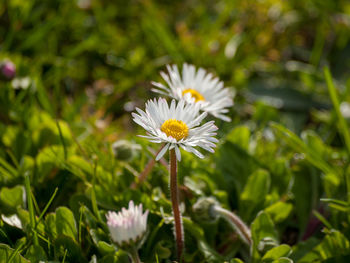 Close-up of white daisy flower on field