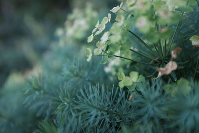 Close-up of plants