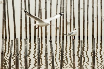 Close-up of seagulls perching on lake