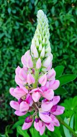 Close-up of pink flowers blooming outdoors