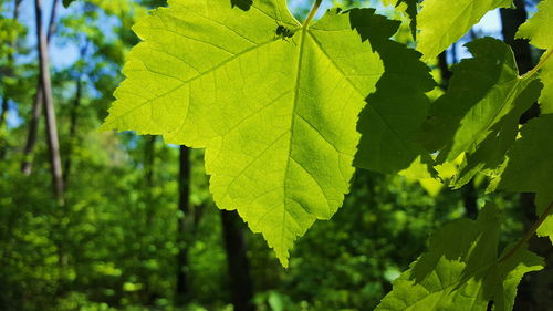 Close-up of leaves