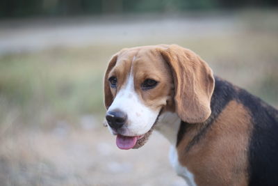 Close-up portrait of dog looking away