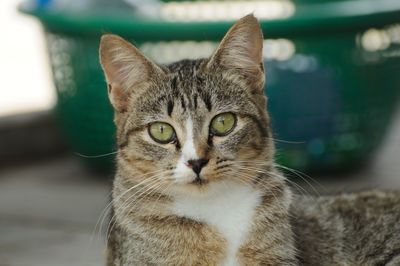 Close-up portrait of tabby cat