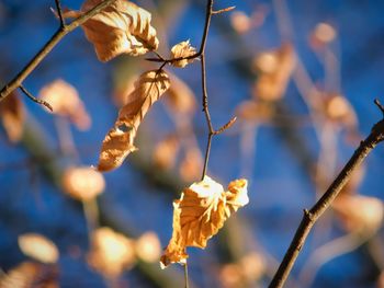 Close-up of wilted plant against blurred background