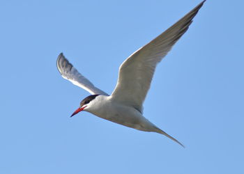 Low angle view of seagull flying