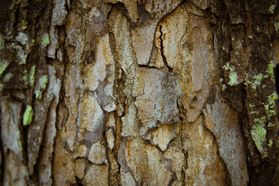 Full frame shot of tree trunk