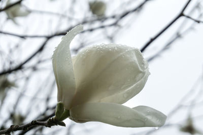Close-up of flower against blurred background