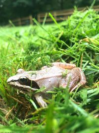 Close-up of frog on grass in field