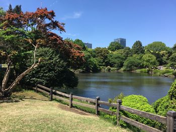 Pond in the park