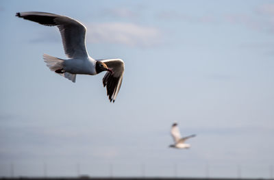 Seagull flying in the sky