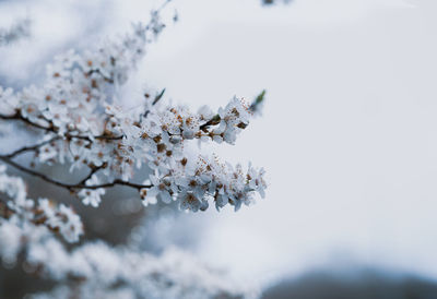 Close-up of cherry blossom against sky