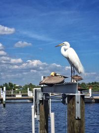 Seagull perching on wooden post