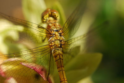 Close-up of insect on leaf